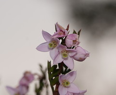 Boronia floribunda