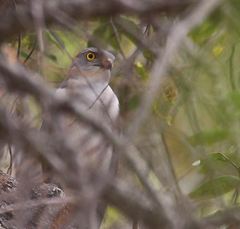 Accipiter francesiae