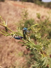 Polyclaeis equestris