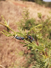 Polyclaeis equestris