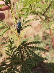 Polyclaeis equestris