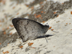 Pseudonympha hippia
