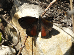 Pseudonympha hippia