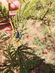 Polyclaeis equestris