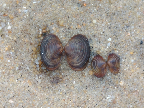 Corbicula fluminea