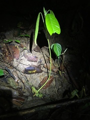 Dipterocarpaceae