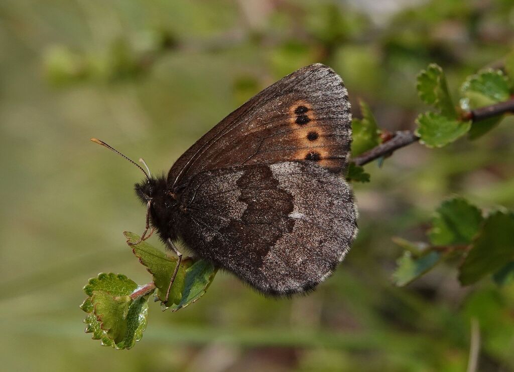 Arctic Ringlet