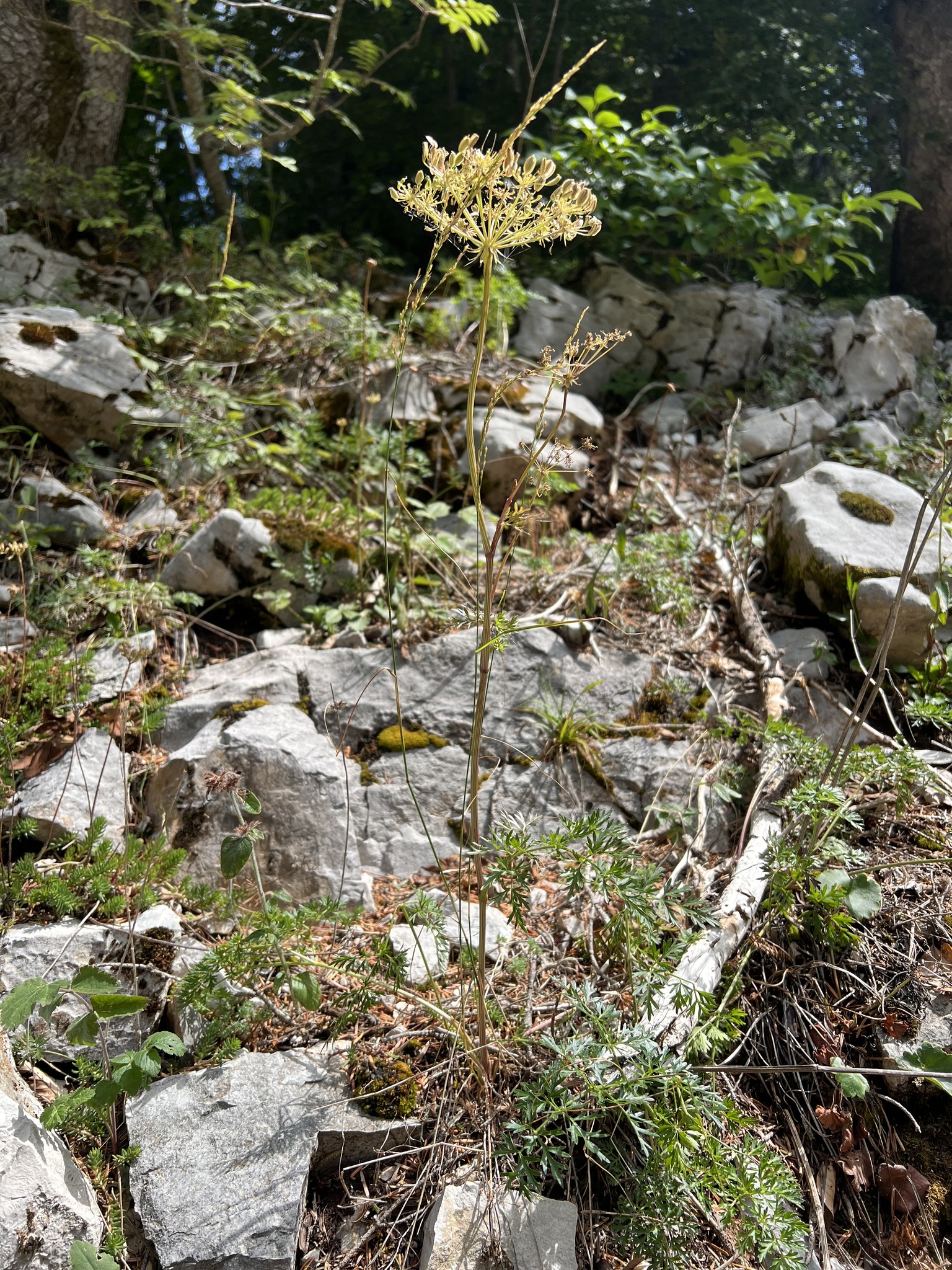 Peucedanum Austriacum (Peucedanum austriacum)
