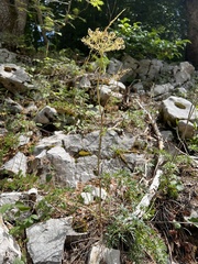 Peucedanum austriacum