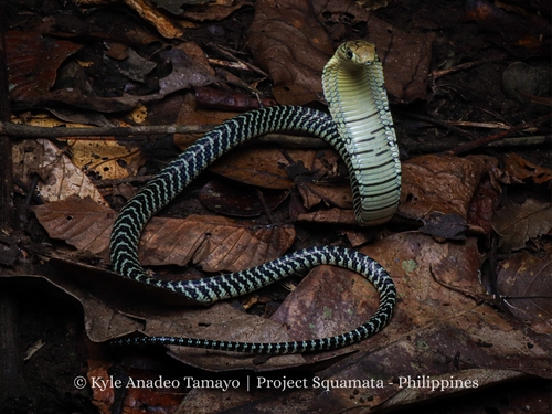 Luzon King Cobra