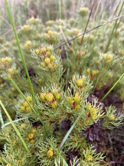 Serruria aemula, photograph (c) migsgreenworld, some rights reserved (CC BY)
