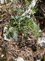 author not stated, no rights reserved Peucedanum austriacum, photograph author not stated, no rights reserved
