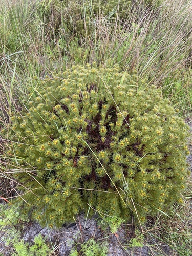 Serruria aemula, photograph 2