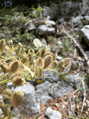 Peucedanum austriacum, photograph 3