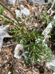 author not stated, no rights reserved Peucedanum austriacum, photograph author not stated, no rights reserved