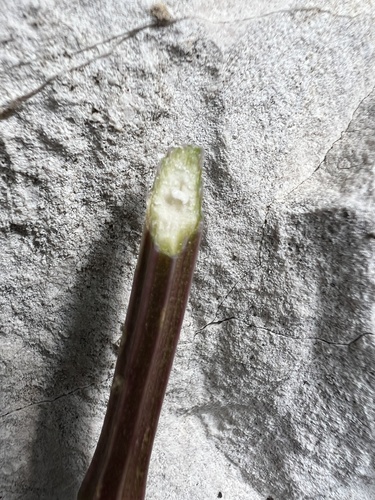 Peucedanum austriacum, photograph 5