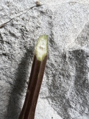 author not stated, no rights reserved Peucedanum austriacum, photograph author not stated, no rights reserved
