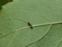 Pseudomyrmex ejectus