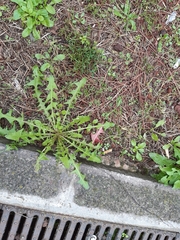 Taraxacum officinale