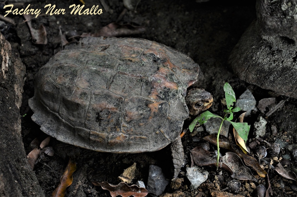 Sulawesi Forest Turtle (Leucocephalon yuwonoi)