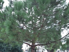 Pinus