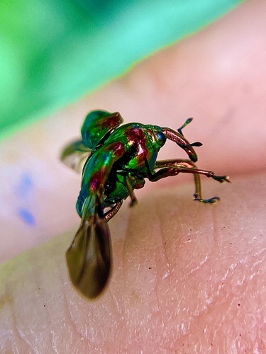 Photo of Jewel Weevil (Eurhinus magnificus)