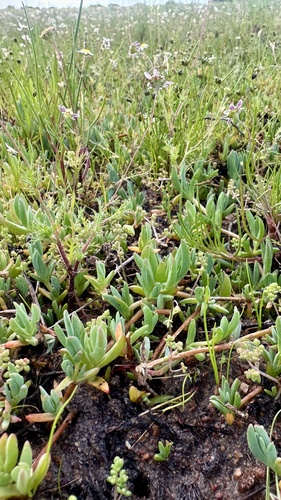 Lampranthus debilis, photograph 4