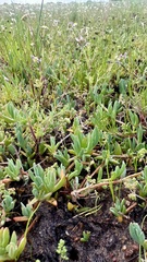 Lampranthus debilis, photograph (c) Deon van Eeden, some rights reserved (CC BY-SA)