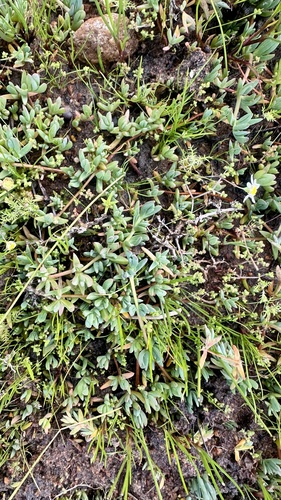 Lampranthus debilis, photograph 5
