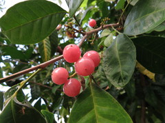 Glycosmis trifoliata