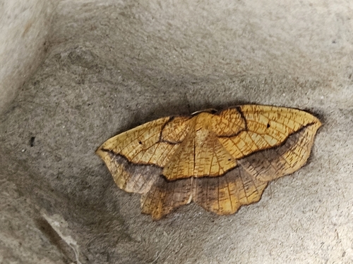 Bordered Beauty, 7261 KS Ruurlo, Nederland, photo 4 of 10