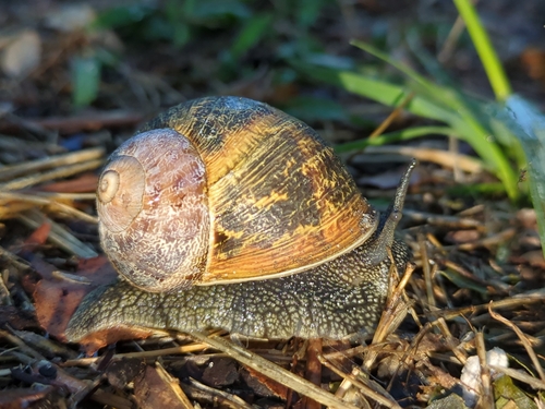 Cornu aspersum