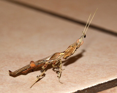 Phyllocrania paradoxa