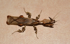 Phyllocrania paradoxa