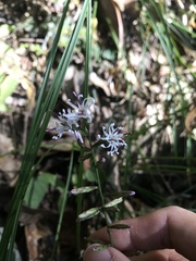 Ainsliaea macroclinidioides