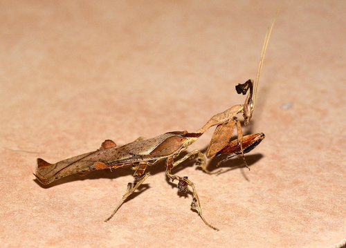 Phyllocrania paradoxa Burmeister, 1838