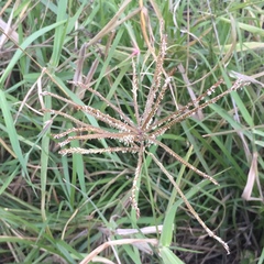 Urochloa mutica