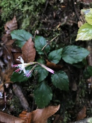 Ainsliaea macroclinidioides