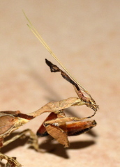 Phyllocrania paradoxa