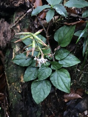 Ainsliaea macroclinidioides