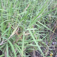 Urochloa mutica