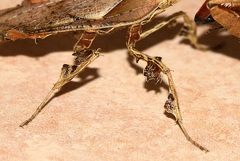 Phyllocrania paradoxa
