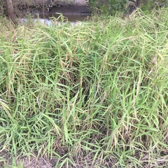 Urochloa mutica