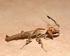 Phyllocrania paradoxa