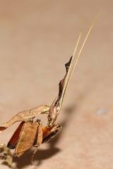 Phyllocrania paradoxa