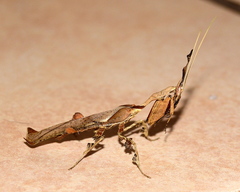 Phyllocrania paradoxa