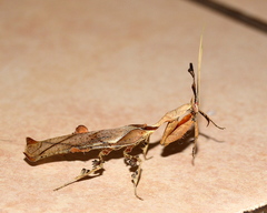 Phyllocrania paradoxa