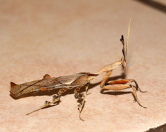 Phyllocrania paradoxa