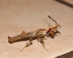 Phyllocrania paradoxa