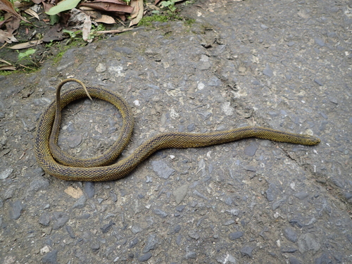 Black Odd-scaled Snake